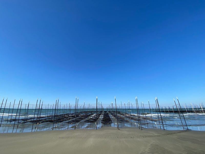 知多半島で海苔育苗中